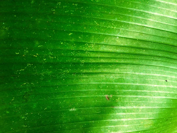 Bananenblad textuur achtergrond. Behang voor ontwerp, close-up uitzicht — Stockfoto