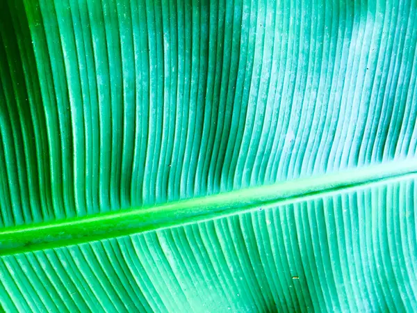 Fundo de textura de folha de banana. Papel de parede para design, vista close-up — Fotografia de Stock