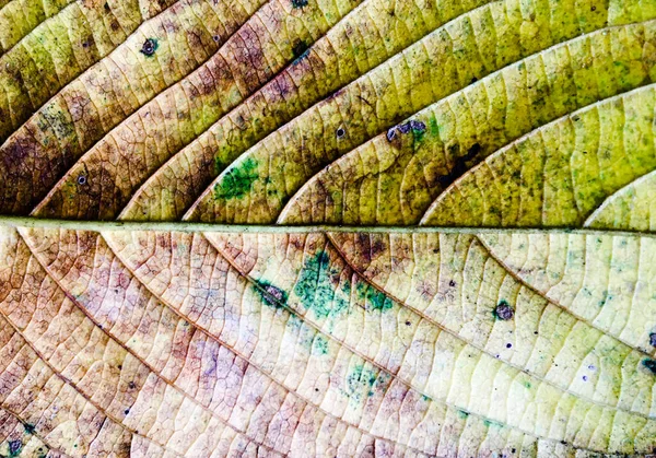 Vue rapprochée du fond de texture des feuilles vertes pour la conception — Photo