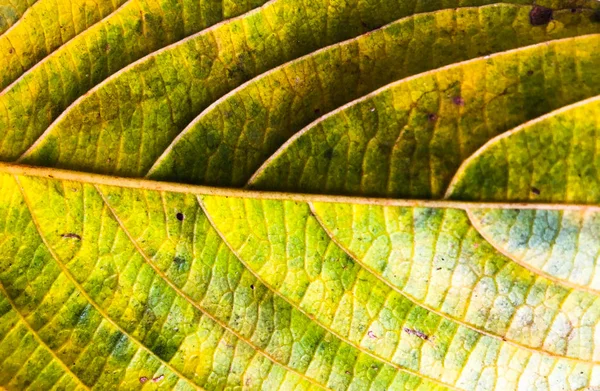 Close-up vista de fundo de textura folhas verdes para design — Fotografia de Stock