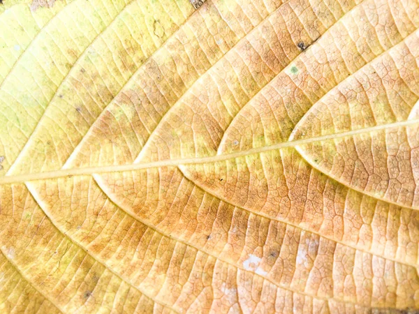 Close-up weergave van groene bladeren textuur achtergrond voor ontwerp — Stockfoto