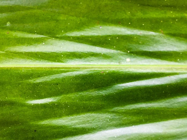 Vista cercana del fondo de textura de las hojas verdes para el diseño — Foto de Stock