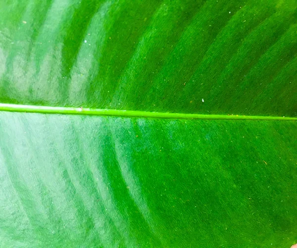 緑の葉の質感を間近で見ることができます。 — ストック写真
