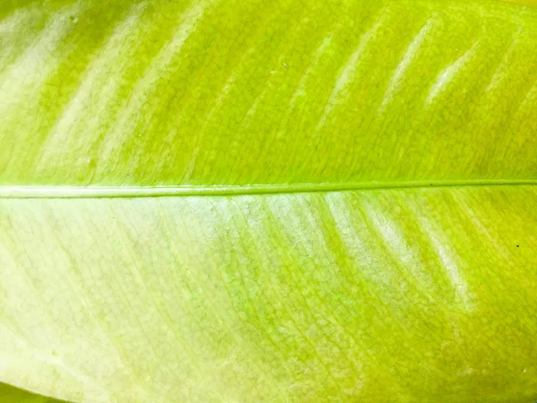 Nahaufnahme von grünen Blättern Textur Hintergrund für Design — Stockfoto