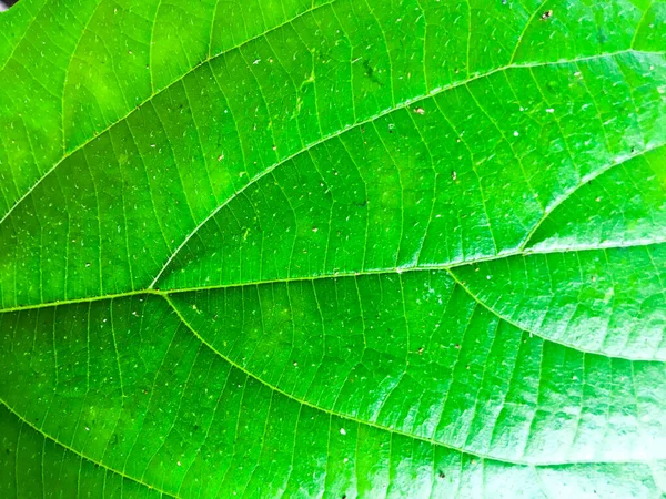 Крупним планом вид текстури зеленого листя для дизайну — стокове фото