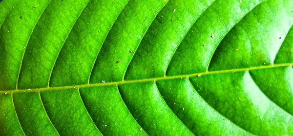 Vista cercana del fondo de textura de las hojas verdes para el diseño —  Fotos de Stock