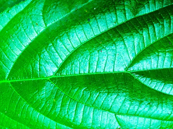 Крупним планом вид текстури зеленого листя для дизайну — стокове фото