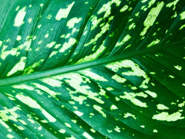 Close-up vista de fundo de textura folhas verdes para design — Fotografia de Stock