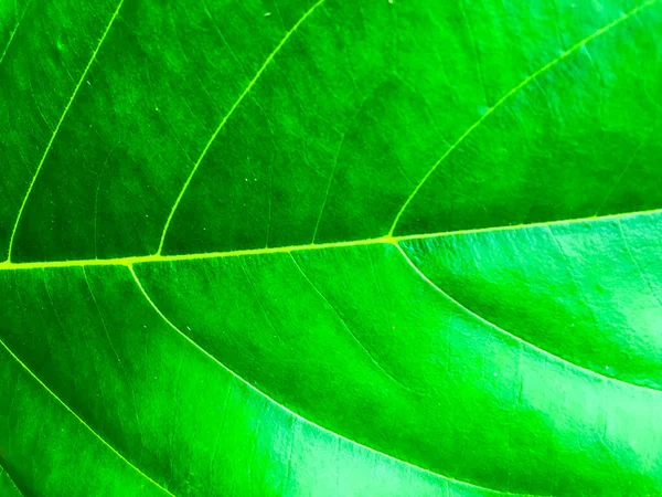 Close up άποψη του πράσινου φύλλα υφή φόντο για το σχεδιασμό — Φωτογραφία Αρχείου
