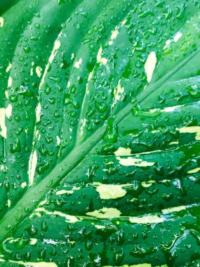 Yeşil yaprak desenli bir su dök. Tasarım için duvar kağıdı, kapatma görünümü