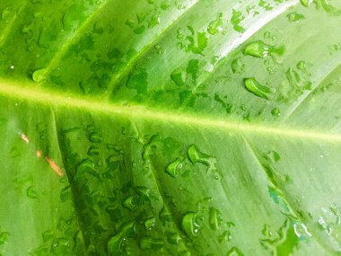 Yeşil yaprak desenli bir su dök. Tasarım için duvar kağıdı, kapatma görünümü