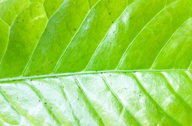 Yeşil yaprak dokusu arka plan. Tasarım için duvar kağıdı, kapatma görünümü