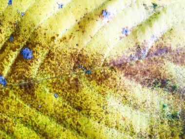 Yeşil yaprak dokusu arka plan. Tasarım için duvar kağıdı, kapatma görünümü