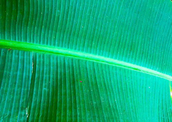 バナナの葉の質感を間近で見ることができます — ストック写真
