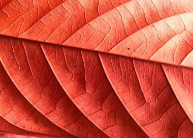 Ormanın arka planında kırmızı yaprak, manzarayı kapat