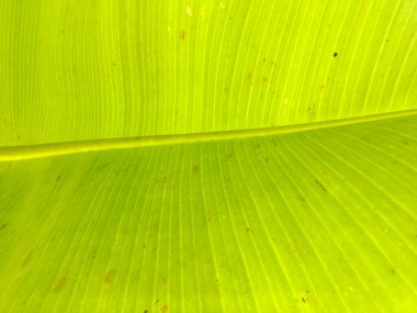 Muz yaprağı dokusu. Tasarım için duvar kağıdı, kapatma görünümü