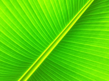 Muz yaprağı dokusu. Tasarım için duvar kağıdı, kapatma görünümü