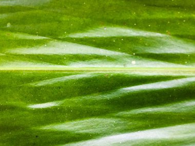 Tasarım için yeşil yaprak dokusu arkaplanını kapat