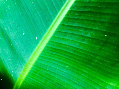 Muz yaprağı dokusu. Tasarım için duvar kağıdı, kapatma görünümü