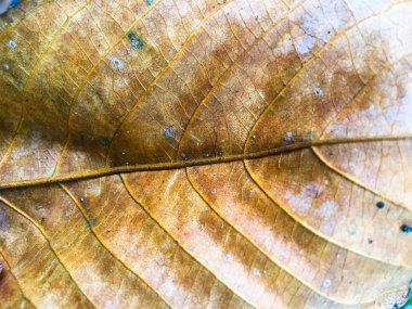Tasarım için yeşil yaprak dokusu arkaplanını kapat