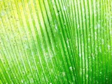 Doğal arkaplanda balan, görüntüyü kapat