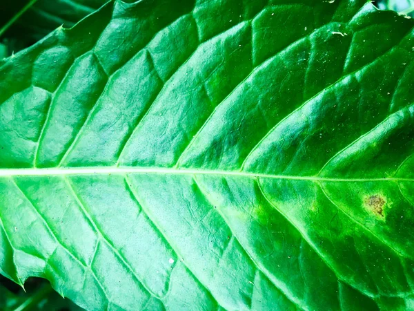 Тло Текстури Зеленого Листя Шпалери Дизайну Вид Крупним Планом — стокове фото