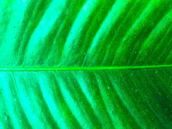 Green Leaf Texture Background Wallpaper Design Closeup View — Stock Photo, Image