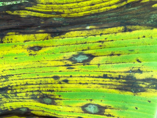 Bananenblad Textuur Achtergrond Behang Voor Ontwerp Close Uitzicht — Stockfoto