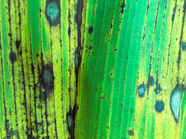 Банановый Лист Текстуры Фона Обои Дизайна Вид Крупным Планом — стоковое фото