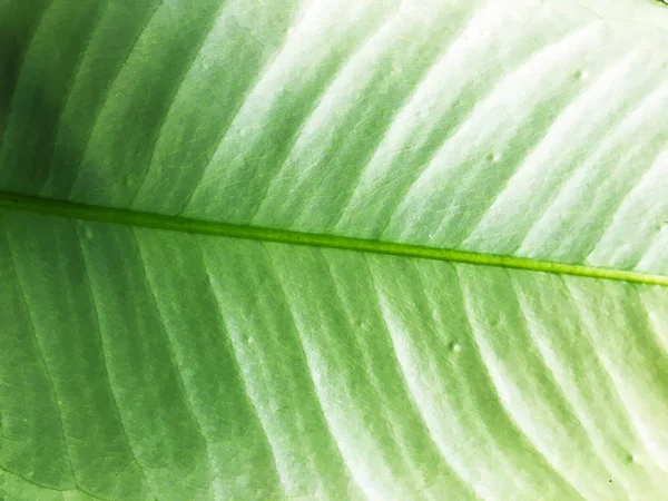 Grüne Blatt Textur Hintergrund Tapete Für Design Nahaufnahme — Stockfoto