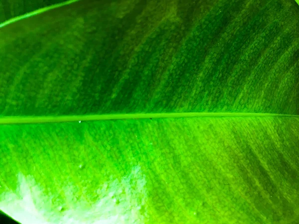 緑の葉の質感の背景 デザインの壁紙 クローズアップビュー — ストック写真