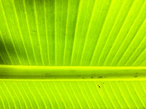 Bananenblad Textuur Achtergrond Behang Voor Ontwerp Close Uitzicht — Stockfoto