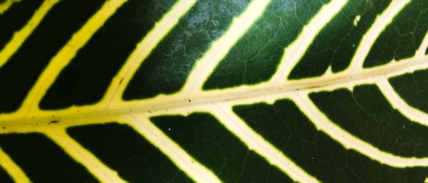 Green Leaf Texture Background Wallpaper Design Closeup View — Stock Photo, Image