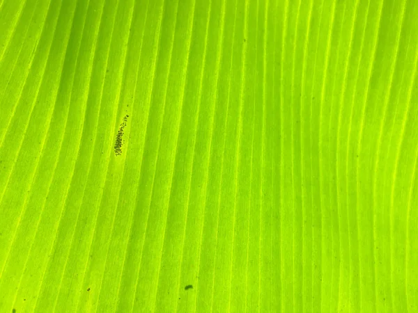 Banana leaf texture background. Wallpaper for design, closeup view