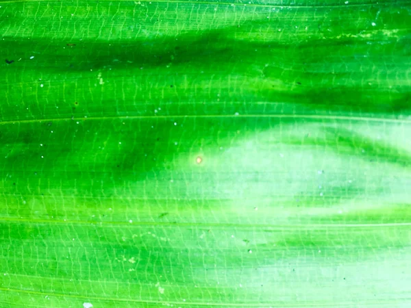 Крупним Планом Вид Текстури Зеленого Листя Дизайну — стокове фото