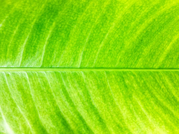 Nahaufnahme Von Grünen Blättern Textur Hintergrund Für Design — Stockfoto