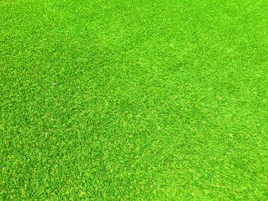 Yeşil çimen dokusu arka planının üst görüntüsü. Tasarım elementi. 