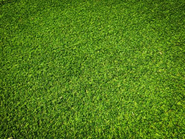Yeşil çimen dokusu arka planının üst görüntüsü. Tasarım elementi. 