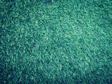 Yeşil çim futbol sahası arka planının yakın görüntüsü. Çalışma ve tasarım için duvar kağıdı.