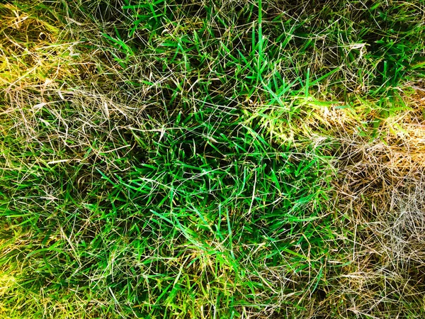 Top View Green Grass Texture Background Element Design — Stock Photo, Image