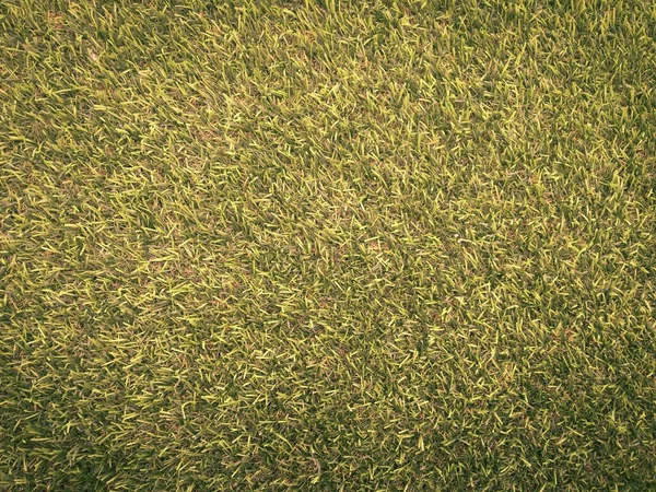 Närbild Grönt Gräs Fotbollsplan Bakgrund Bakgrund För Arbete Och Design — Stockfoto