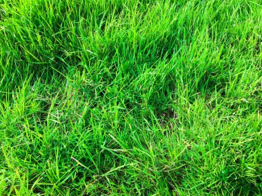 Tasarım için yeşil çimen dokusu. Sanat eserleri için duvar kağıdı