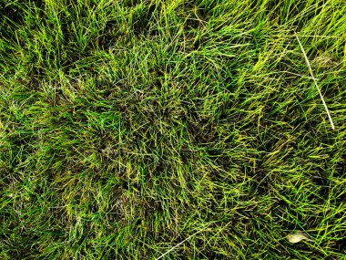 Tasarım için yeşil çimen dokusu. Sanat eserleri için duvar kağıdı