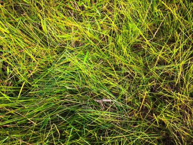 Tasarım için yeşil çimen dokusu. Sanat eserleri için duvar kağıdı