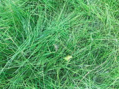 Tasarım için yeşil çimen dokusu. Sanat eserleri için duvar kağıdı