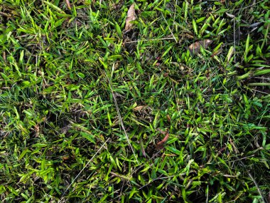 Tasarım için yeşil çimen dokusu. Sanat eserleri için duvar kağıdı