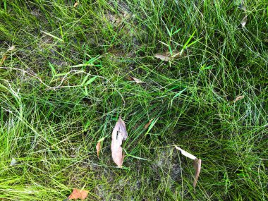 Tasarım için yeşil çimen dokusu. Sanat eserleri için duvar kağıdı