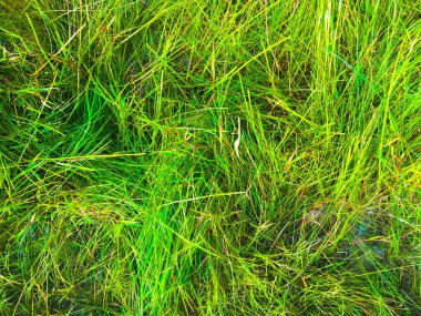 Kopya alanı ile çalışmak için yeşil çimen dokusu arkaplanı