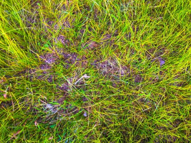 Kopya alanı ile çalışmak için yeşil çimen dokusu arkaplanı