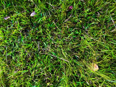 Kopya alanı ile çalışmak için yeşil çimen dokusu arkaplanı